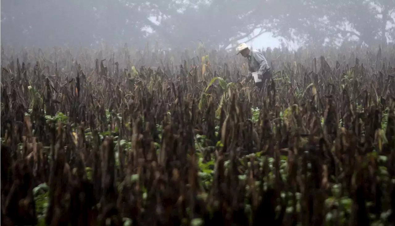 Las temperaturas en el mundo pueden llegar a niveles sin precedentes en los próximos 5 años