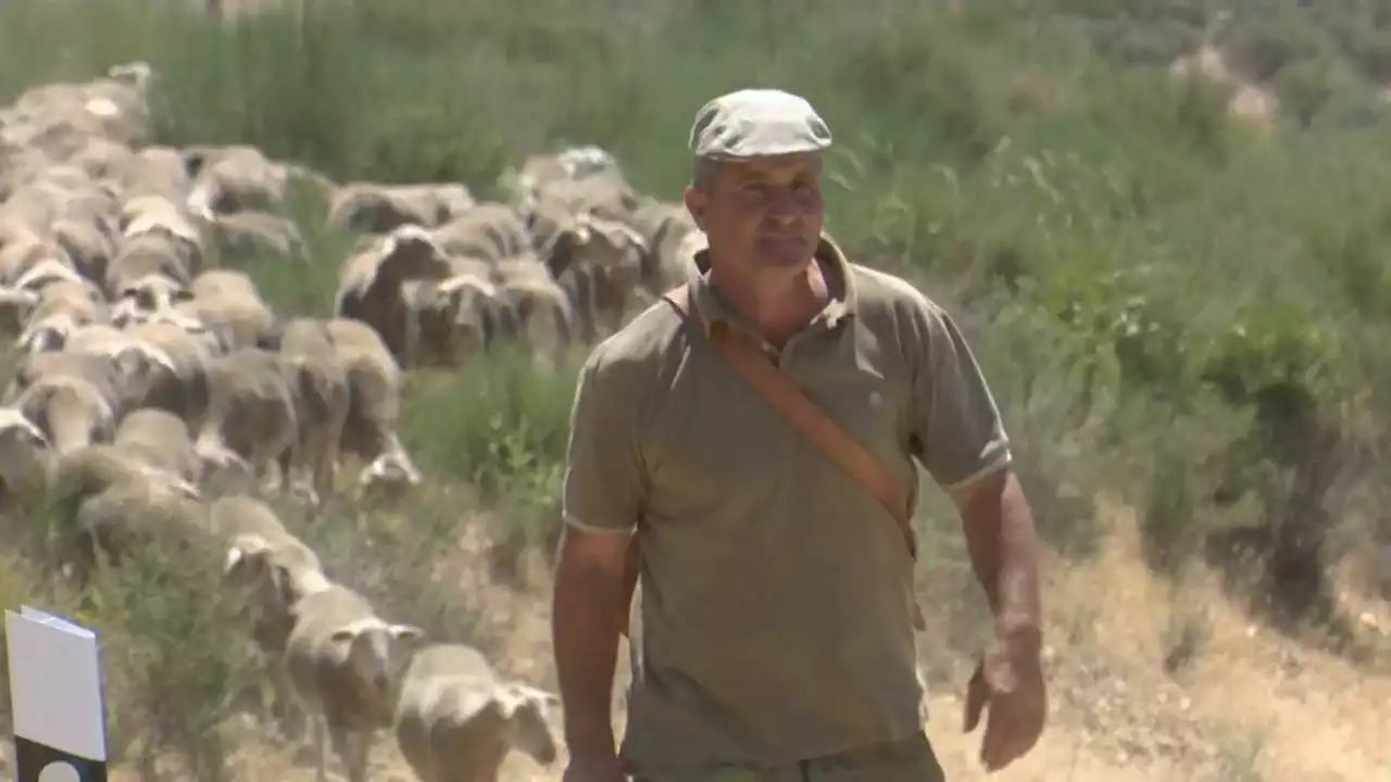 José Manuel, el pastor que huye de Extremadura por la sequía con 1700 ovejas