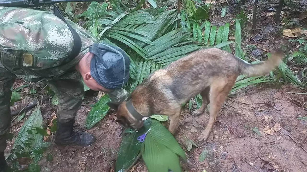 Colombian children found alive more than two weeks after deadly plane crash