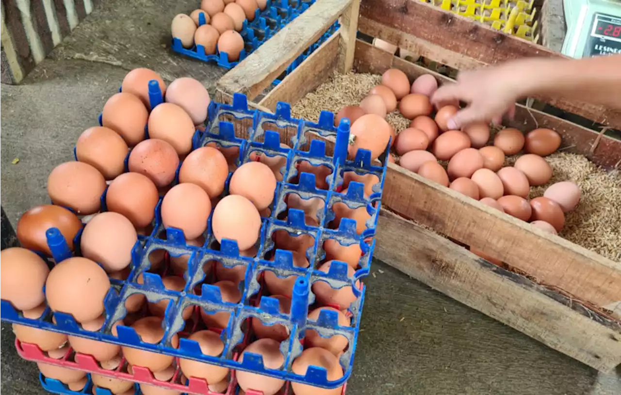 Emak-emak Teriak Harga Telur di Cibitung Tembus Rp 35.000 per Kilogram