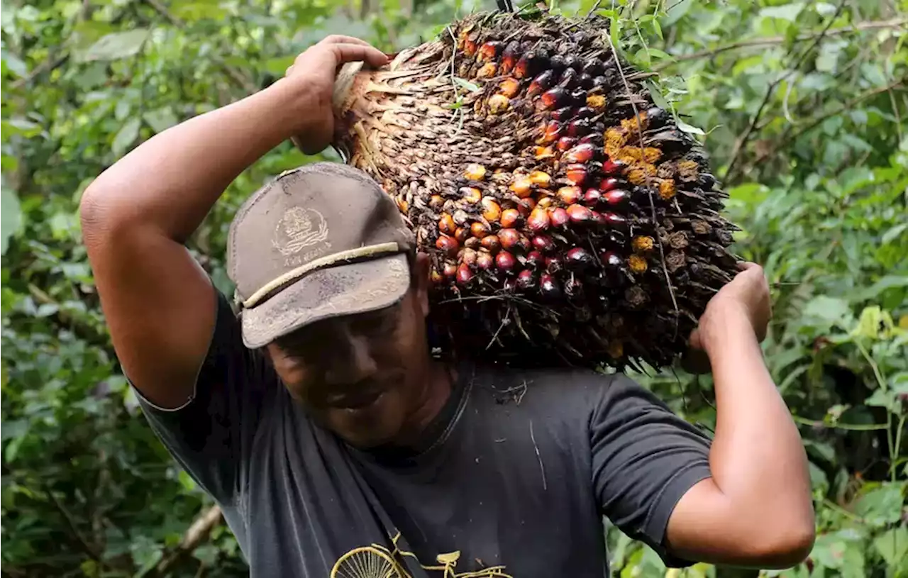 PTPN III Segera Bentuk 2 Subholding Sawit, Arealnya Jadi 813.000 Ha