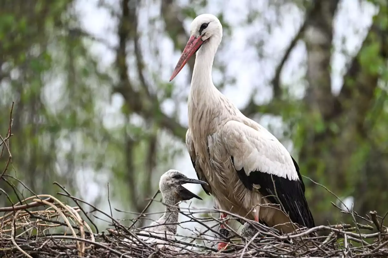 Storch als Beifahrer? Frau meldet skurrile Entdeckung