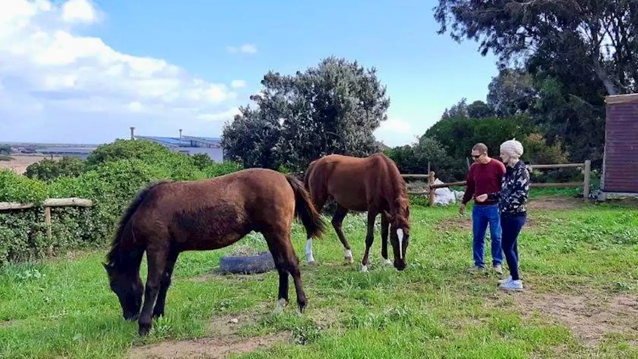 Frodo, an abused pony rescued by the SPCA, is thriving in his new home