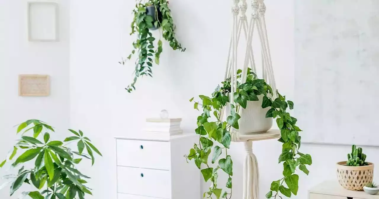 Best hanging planter 2023