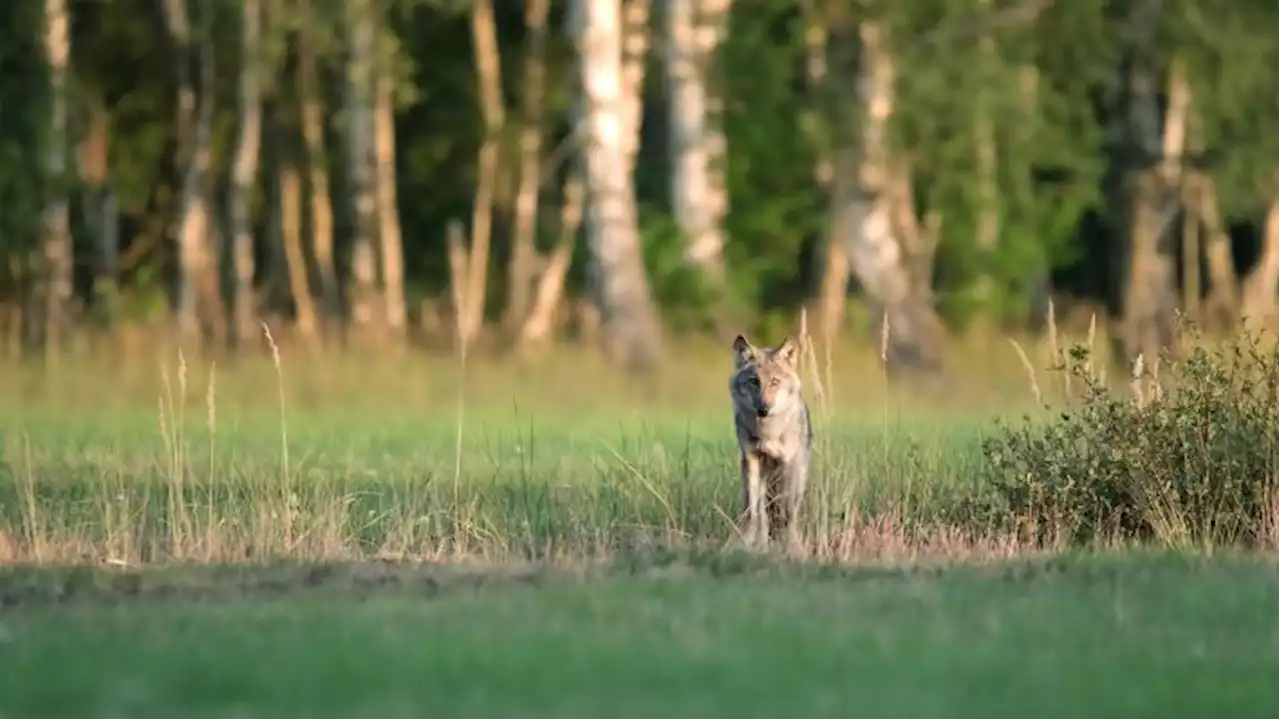 Wolf in Brandenburg überfahren