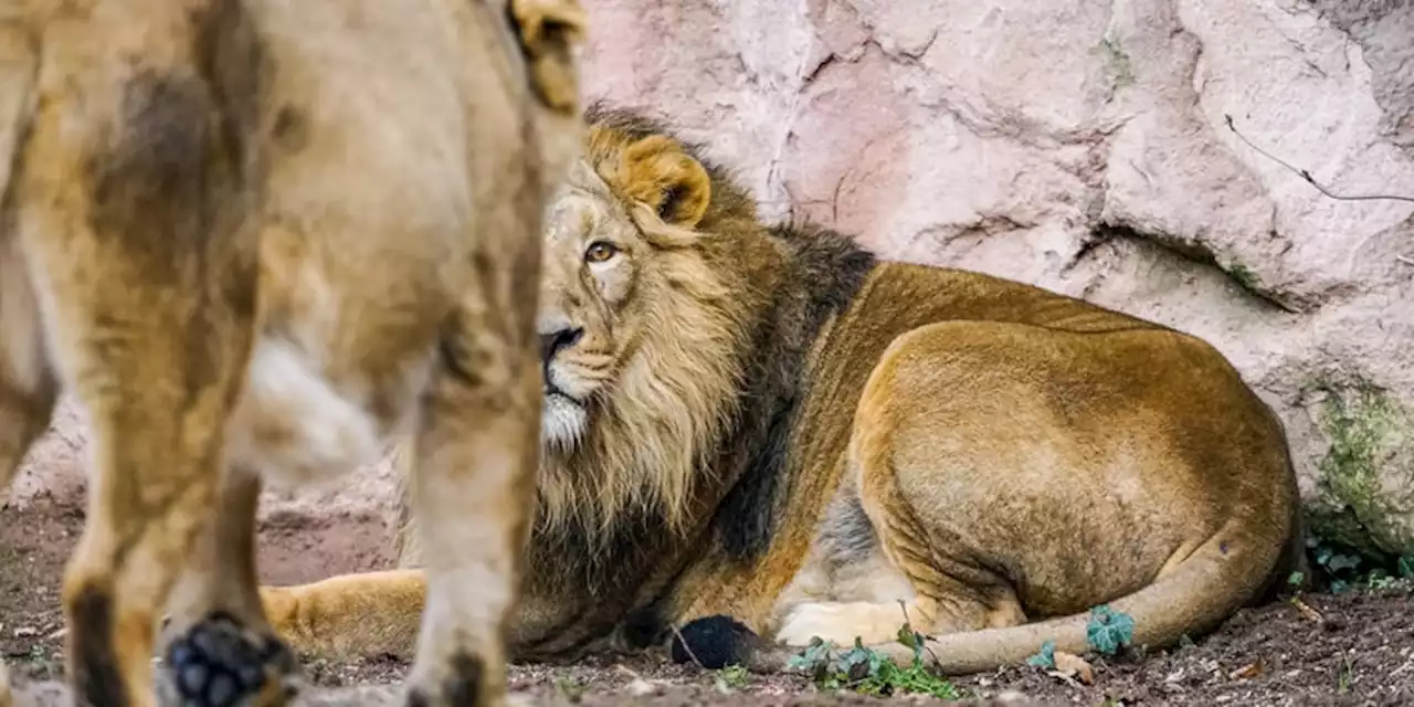 Löwin im Nürnberger Tiergarten gebärt vier Jungtiere - und frisst drei davon auf