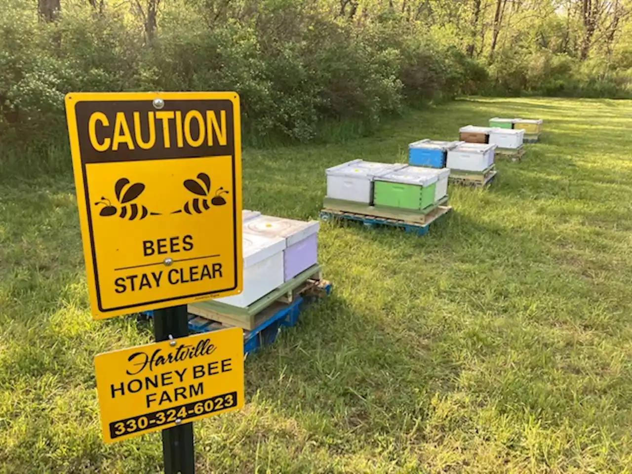 Buzz buzz: Bees take flight at Akron-Canton Airport