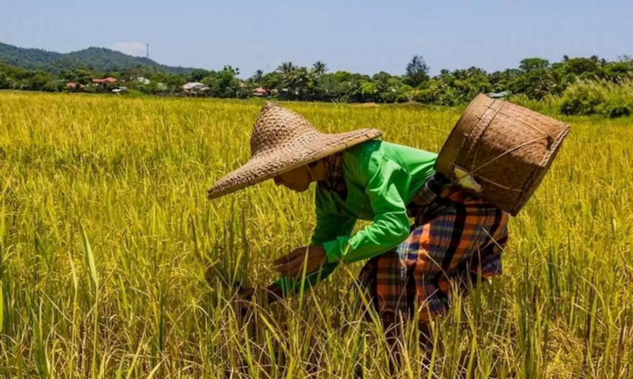 Farmers to receive biofertilizer vouchers in 2024 - DA