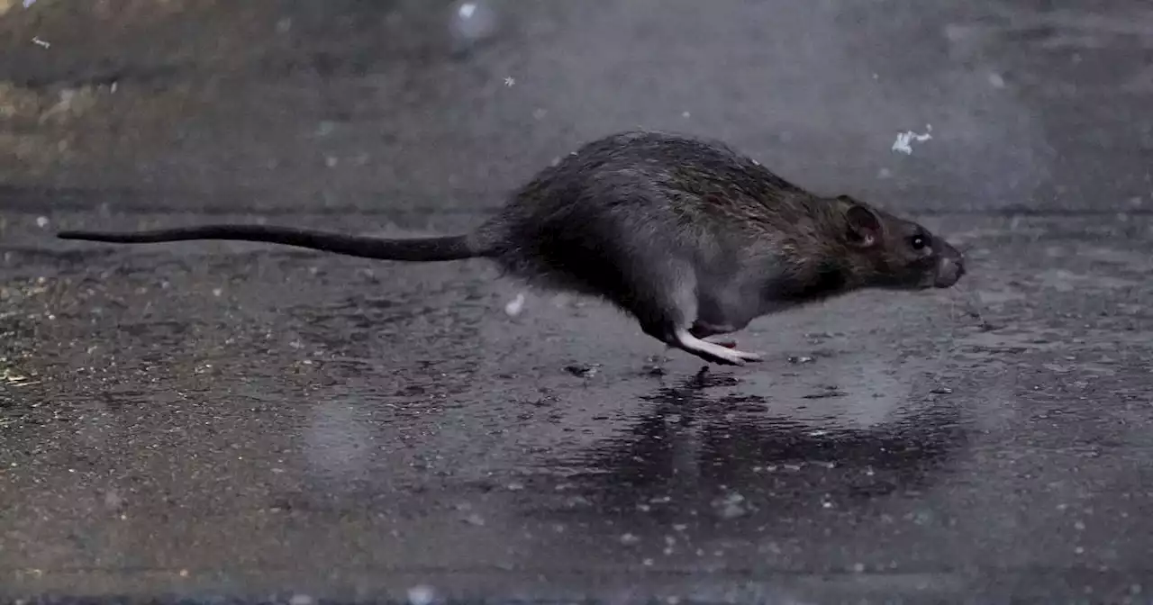 Royaume-Uni. L’invasion des rats géants a commencé