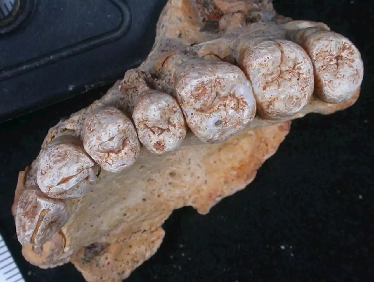 Oldest Human Fossils Outside Africa Push Back Our Timeline...Again