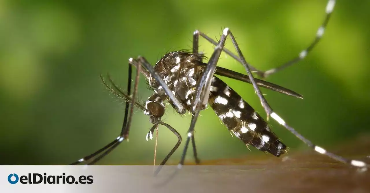 Mosquitos tigre: cómo protegerte de su expansión por Europa este verano