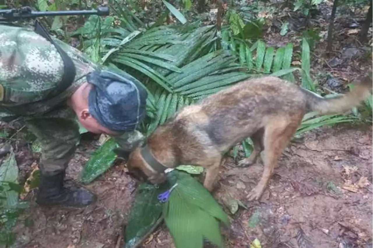 Ulises, el perro que ayudó a hallar a los niños desaparecidos entre Caquetá y Guaviare