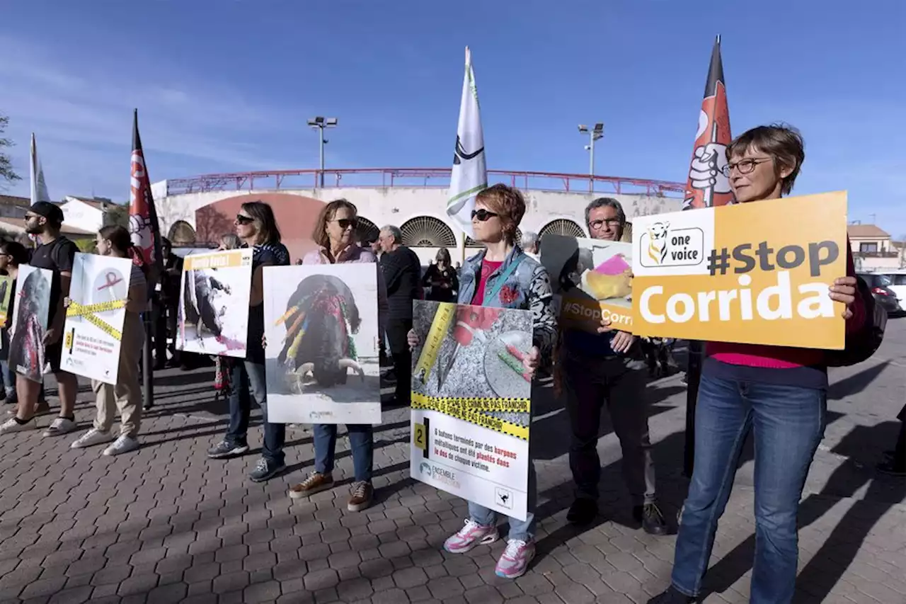 Corrida suspendue à Pérols : 'au nom de la tauromachie et de la tradition', le maire envisage de faire appel de la décision de justice