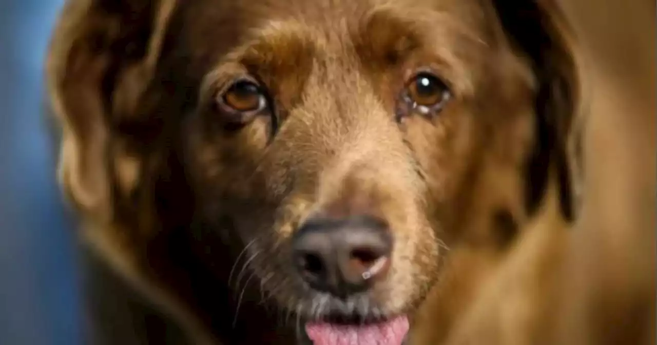 Bobi, el perro más viejo del mundo tiene 31 años