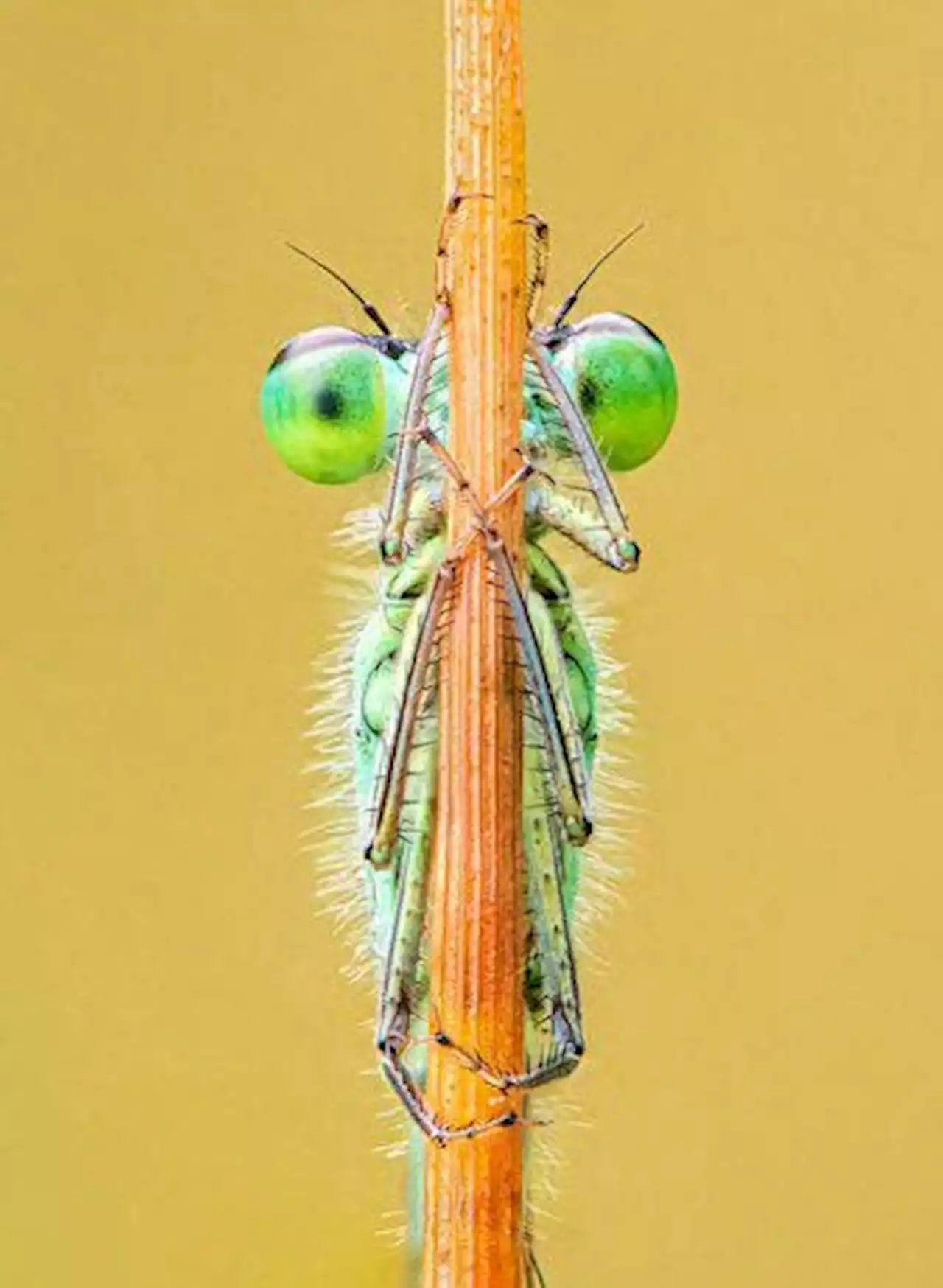 Crawling Creatures: 16 Winning Photos Of Close-Up Photographer Of The Year ‘Minimal’ Challenge