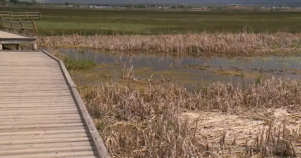 Environmentalists celebrate 40-acre wetland expansion into Layton along Great Salt Lake's coast