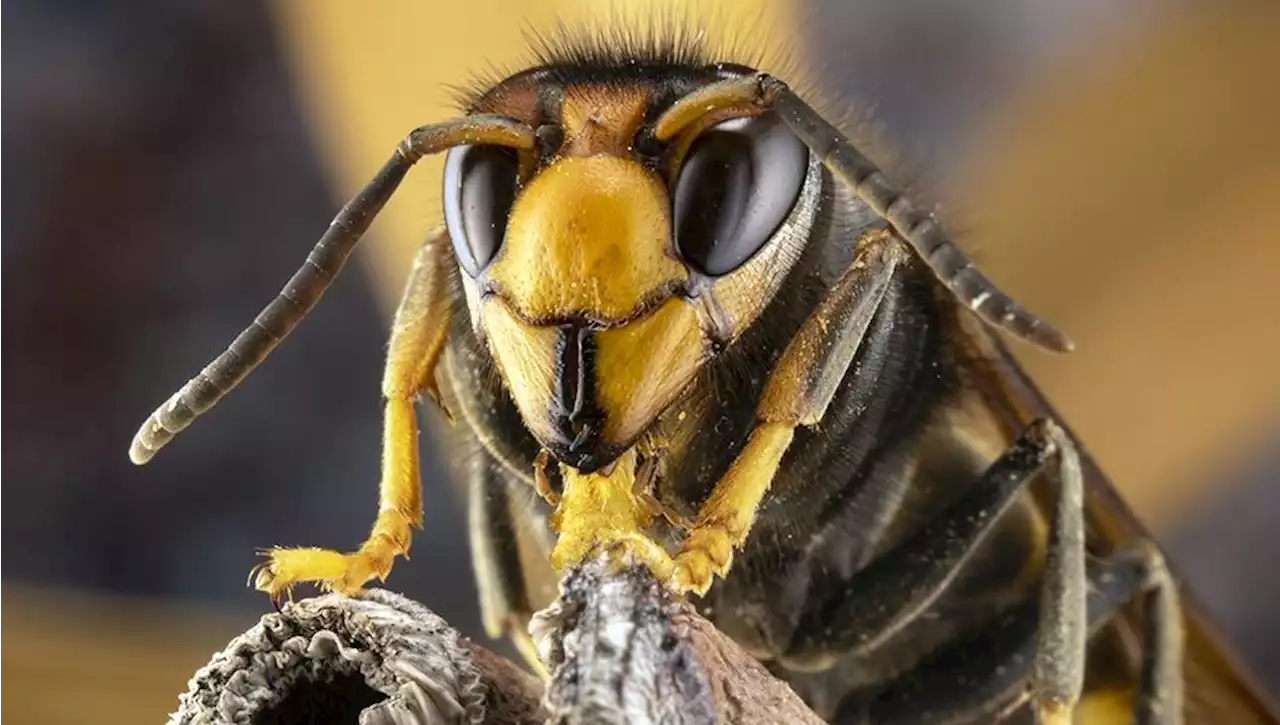 Frelon asiatique, le serial killer des abeilles