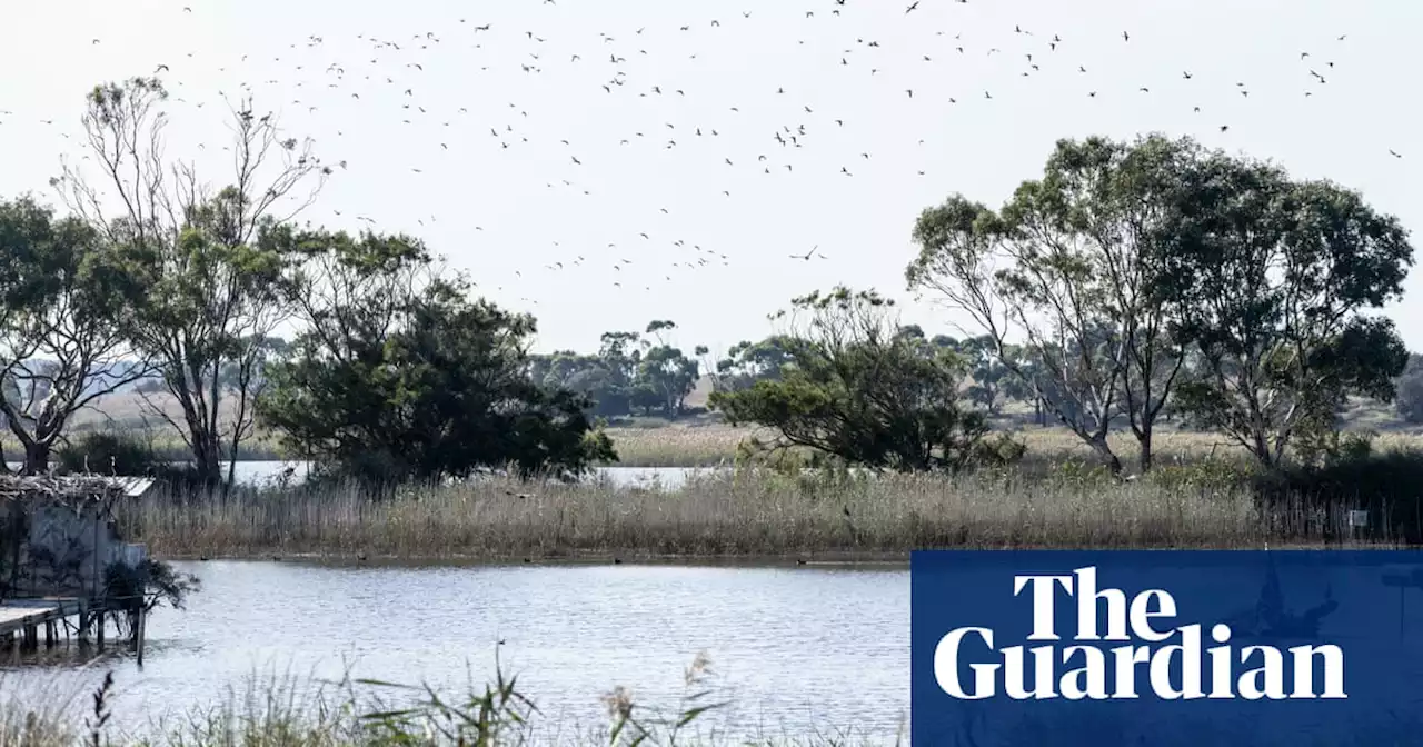 Duck hunting season cut short at Victorian reserve to make way for critically endangered parrots