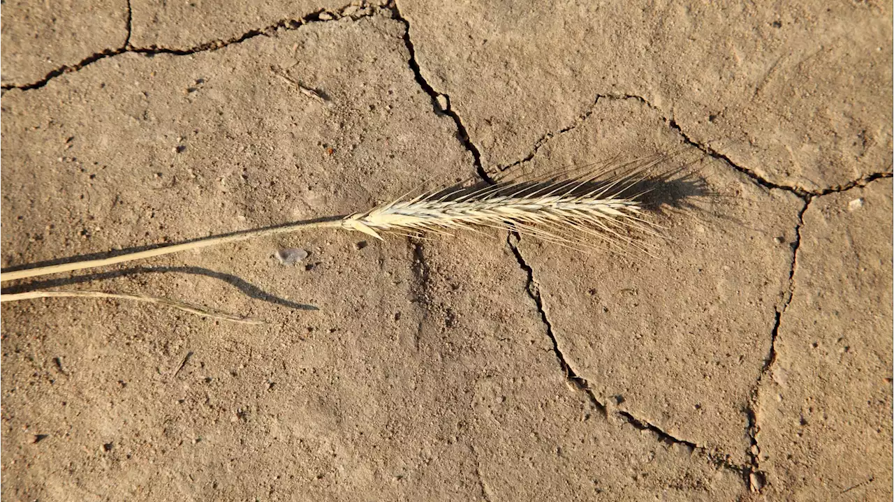 La Aemet: las lluvias de mayo, no paliarán una primavera seca de récord