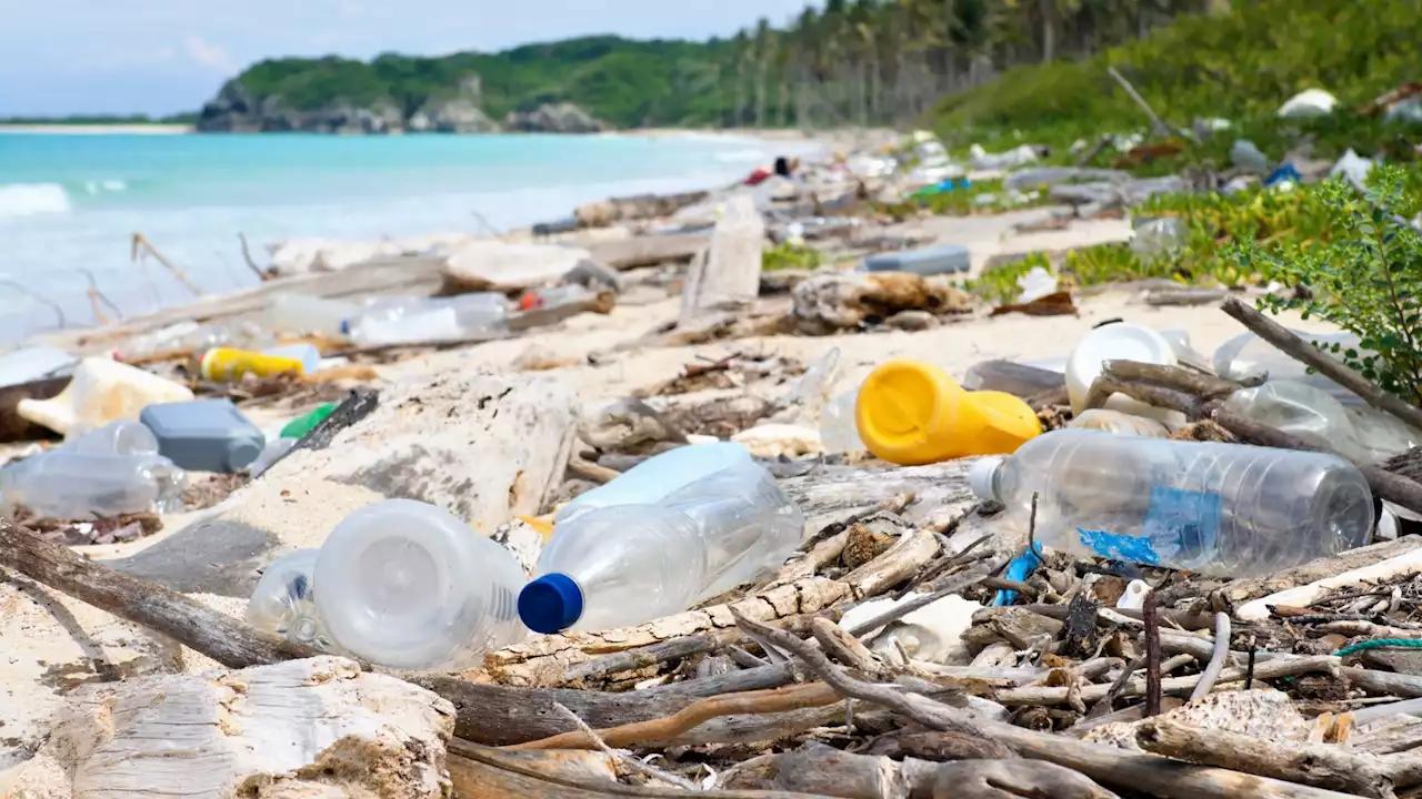 Scientists find bacteria and fungi capable of breaking down plastics