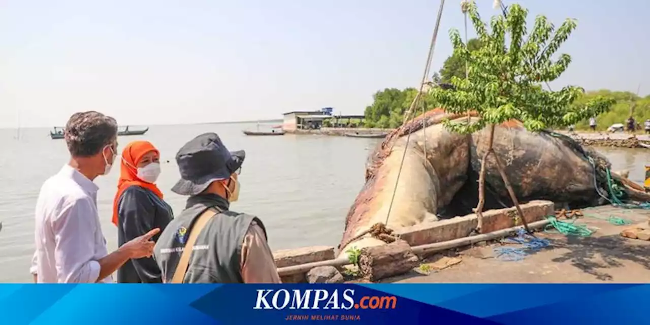 Bangkai Paus Balin Seberat 10 Ton yang Terdampar di Perairan Surabaya Akan Ditempatkan di Jatim Park