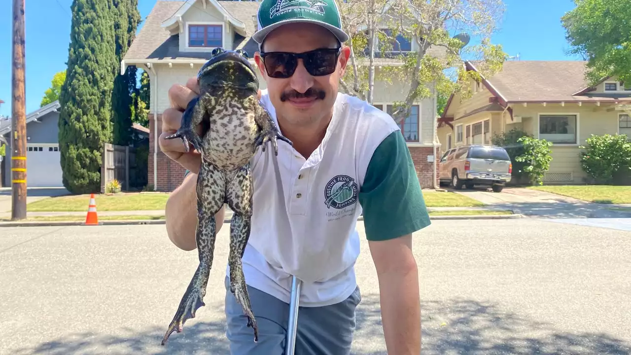 Bay Area frog jumping jockeys compete for $20,000 world record