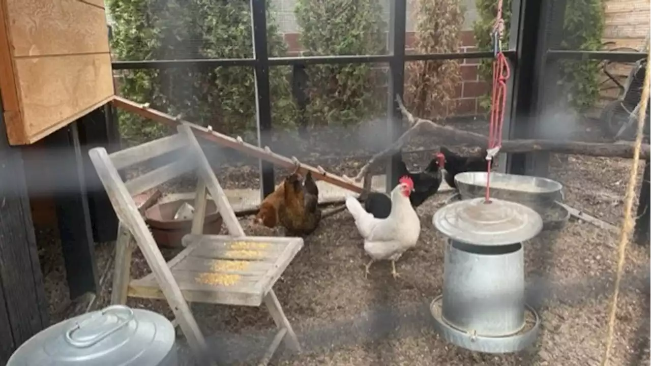 Growing popularity of backyard chickens in Utah amidst soaring egg prices