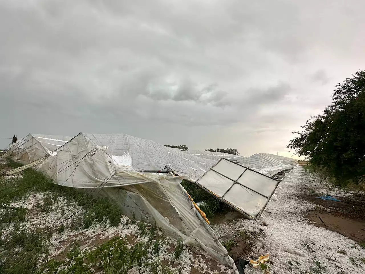 Una fuerte granizada ha causado destrozos importantes en los cultivos del Bajo Guadalquivir