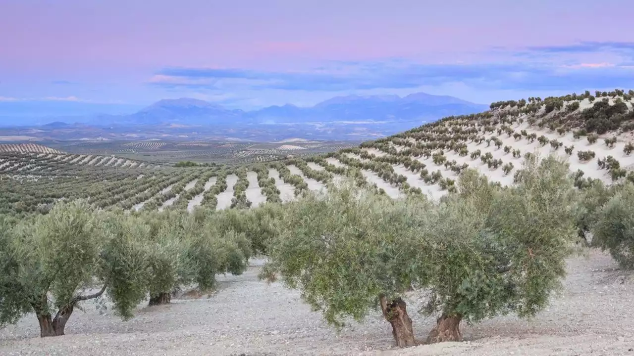 Vols d'eau, puisages illégaux : la sécheresse fait craquer le modèle agricole espagnol