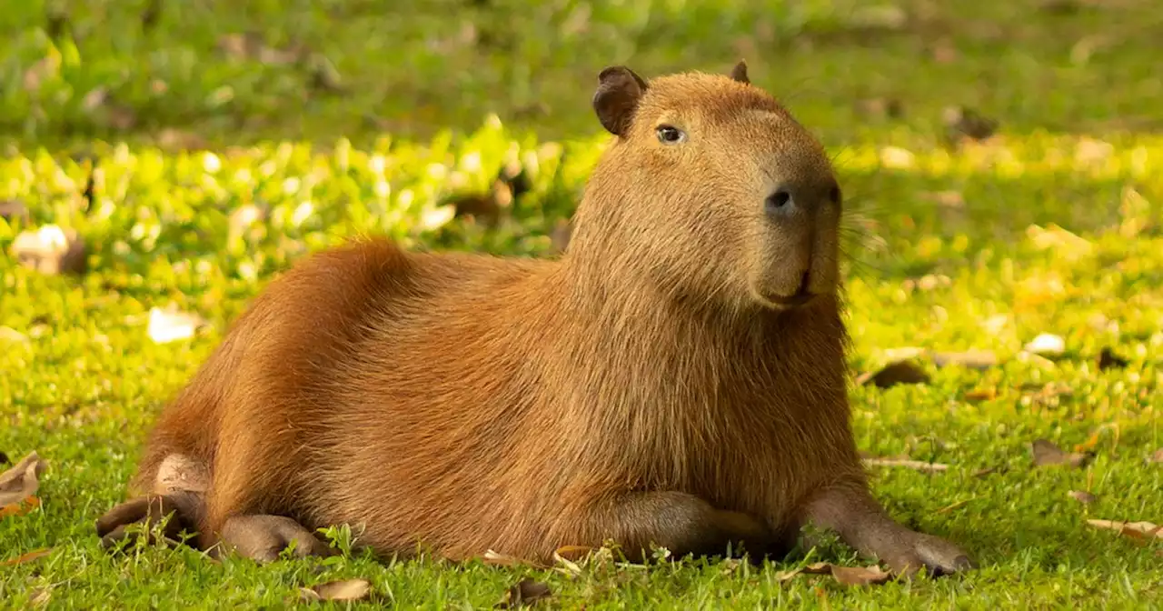 Un influenceur TikTok s'est fait confisquer son capybara domestique