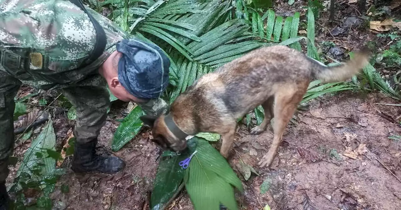 Colombie : mystère autour de quatre enfants disparus depuis quinze jours dans la jungle