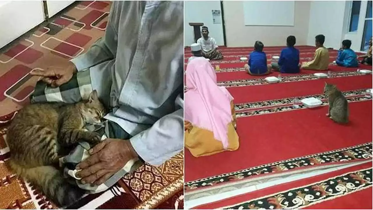 9 Potret Gemas Kucing Temani Orang Beribadah Ini Anteng Banget