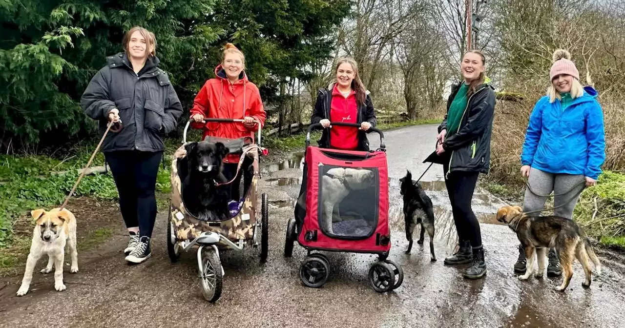 Dog rescue shelter that'll be home to 80 dogs gets welcome donation boost