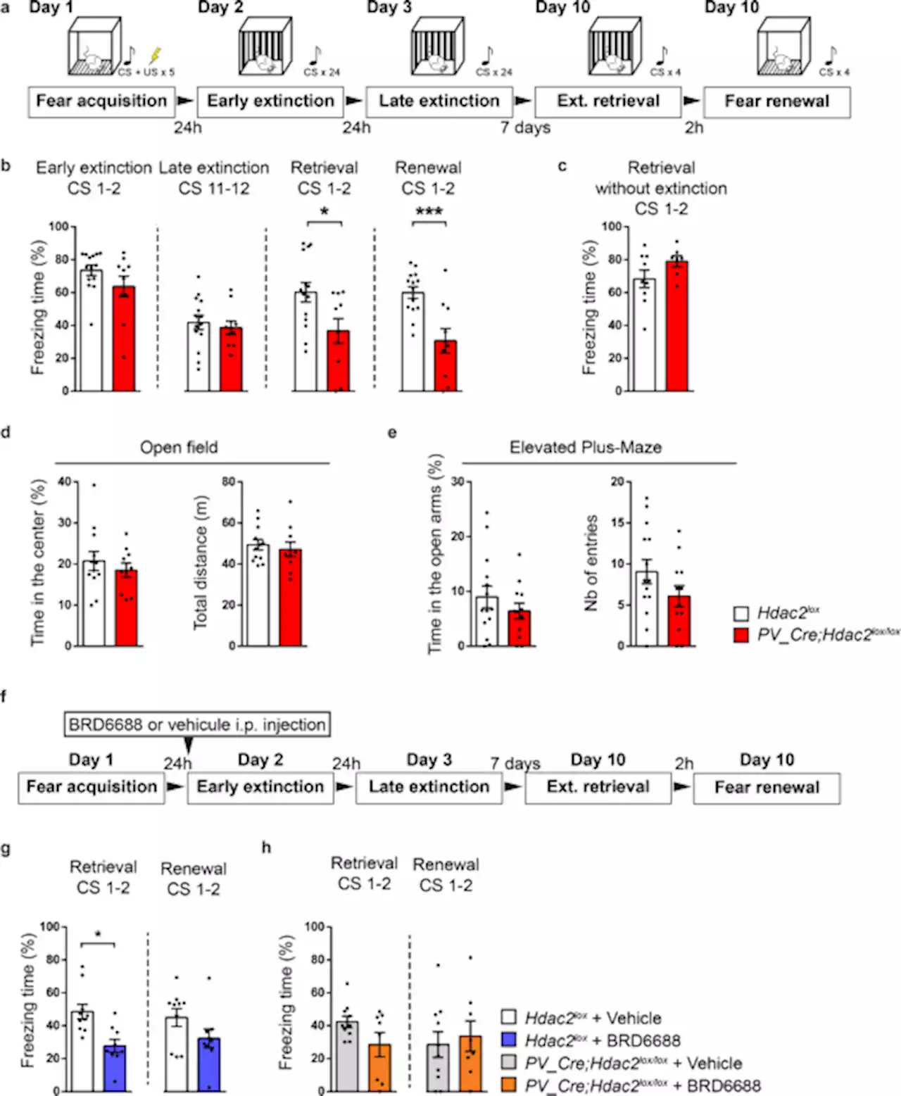 Acan downregulation in parvalbumin GABAergic cells reduces spontaneous recovery of fear memories - Molecular Psychiatry