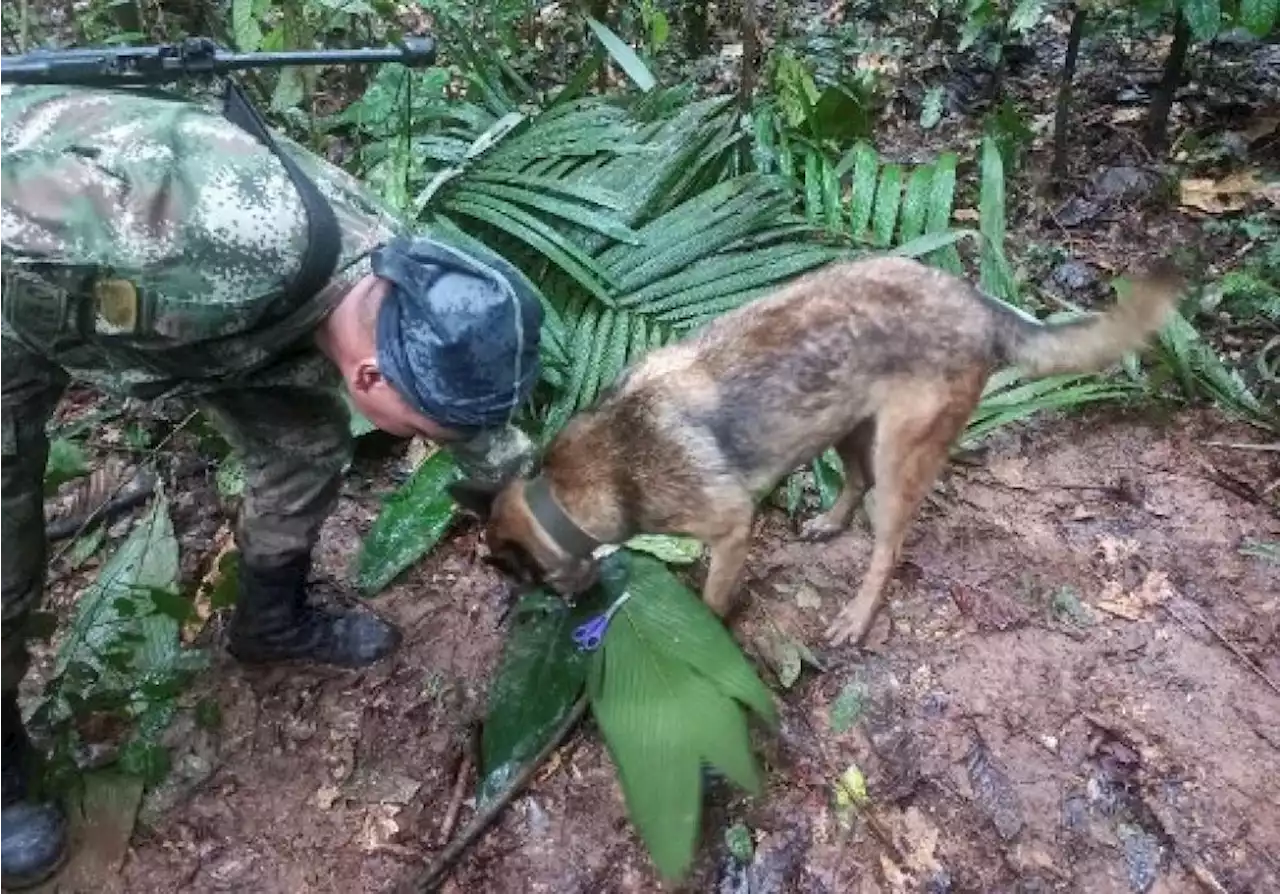 4 kids found alive 17 days after plane crash in Colombia jungle | The Malaysian Insight