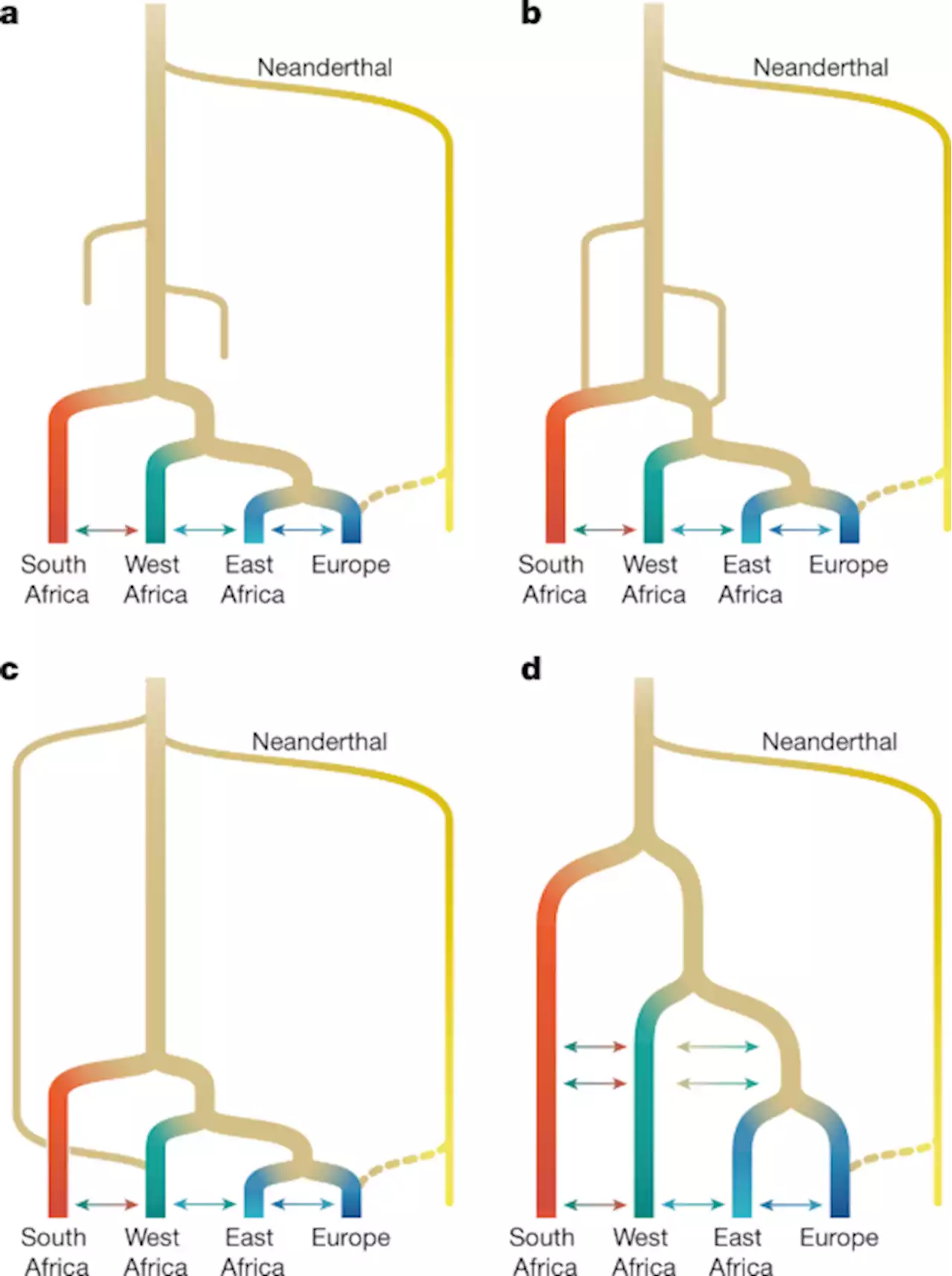 A weakly structured stem for human origins in Africa - Nature