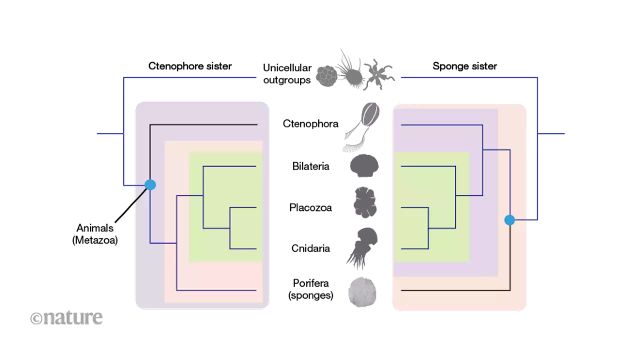 Chromosomal comparisons reveal comb jellies as the sister group to all other animals