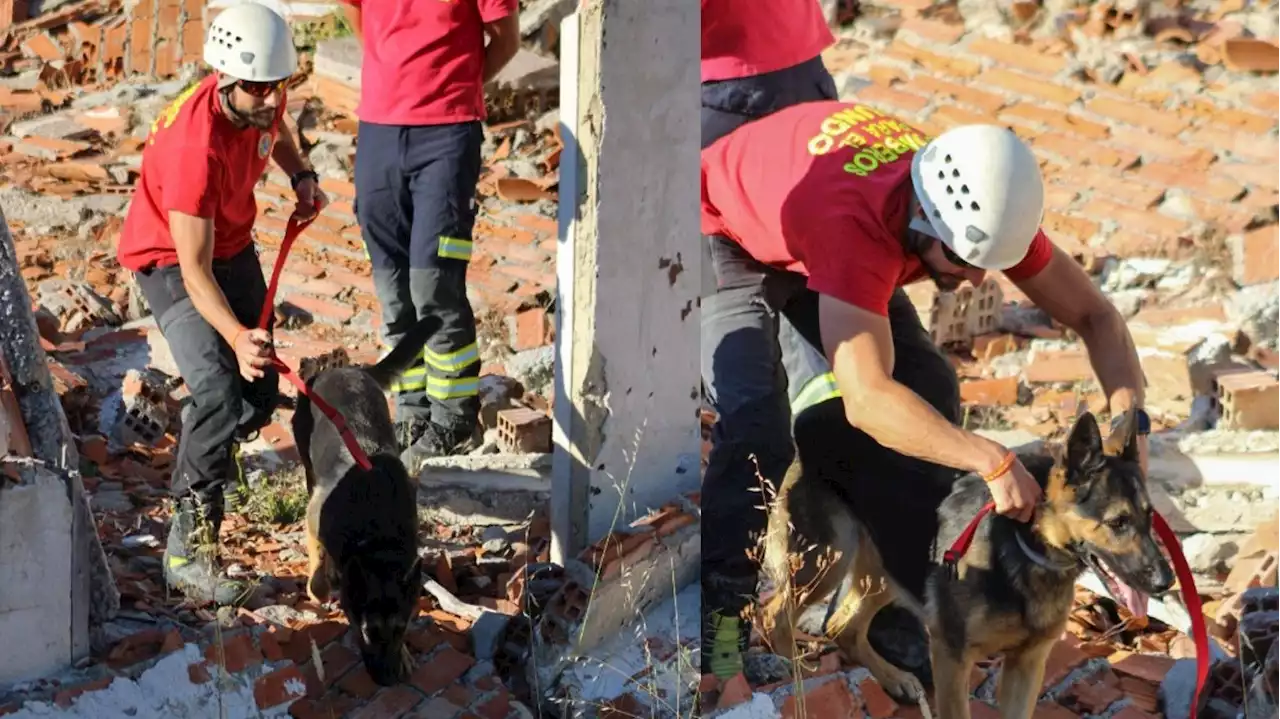 Haya, la perra que rescató a víctimas del terremoto de Turquía, Medalla de Oro de Sevilla