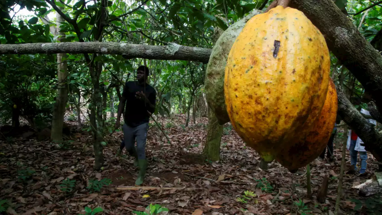 En Côte d’Ivoire, des pays africains étudient l'agroforesterie pour augmenter la fertilité des sols