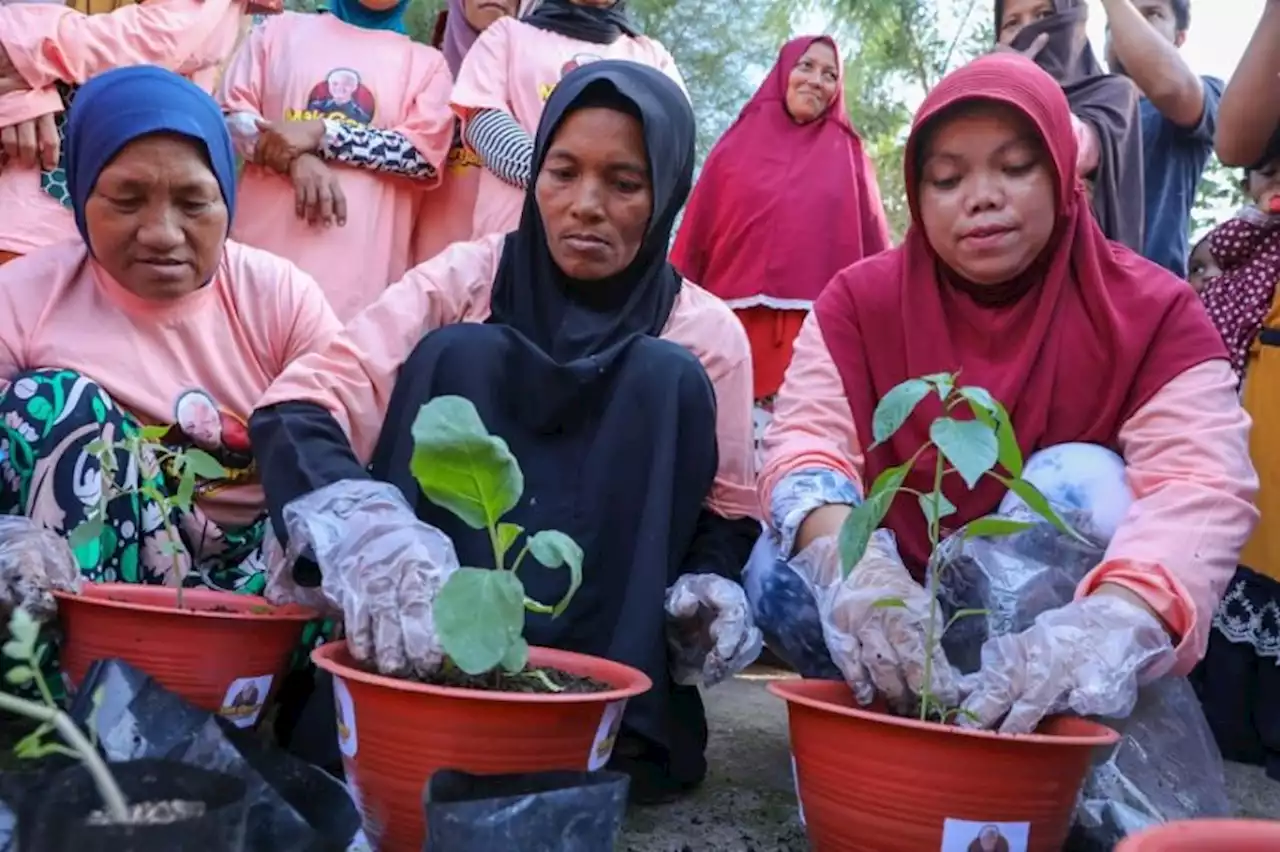 Emak-emak Budi Daya Tomat, Sulap Pekarangan Jadi Kebun Minimalis