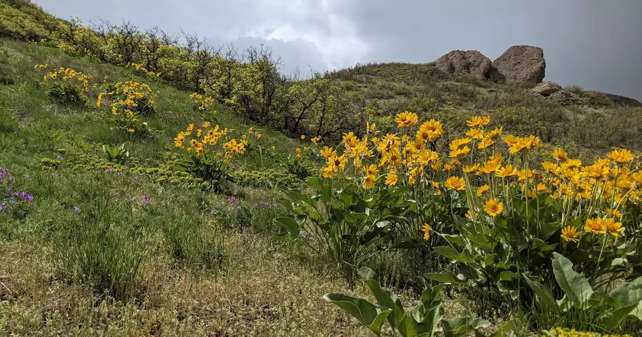 SLC’s Foothill trails and trailheads getting a facelift this summer