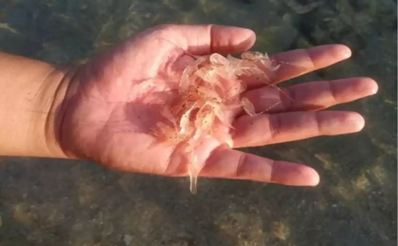 Kepincut Keuntungan Tinggi, Banyak Nelayan Buru Benur di Laut Gunungkidul