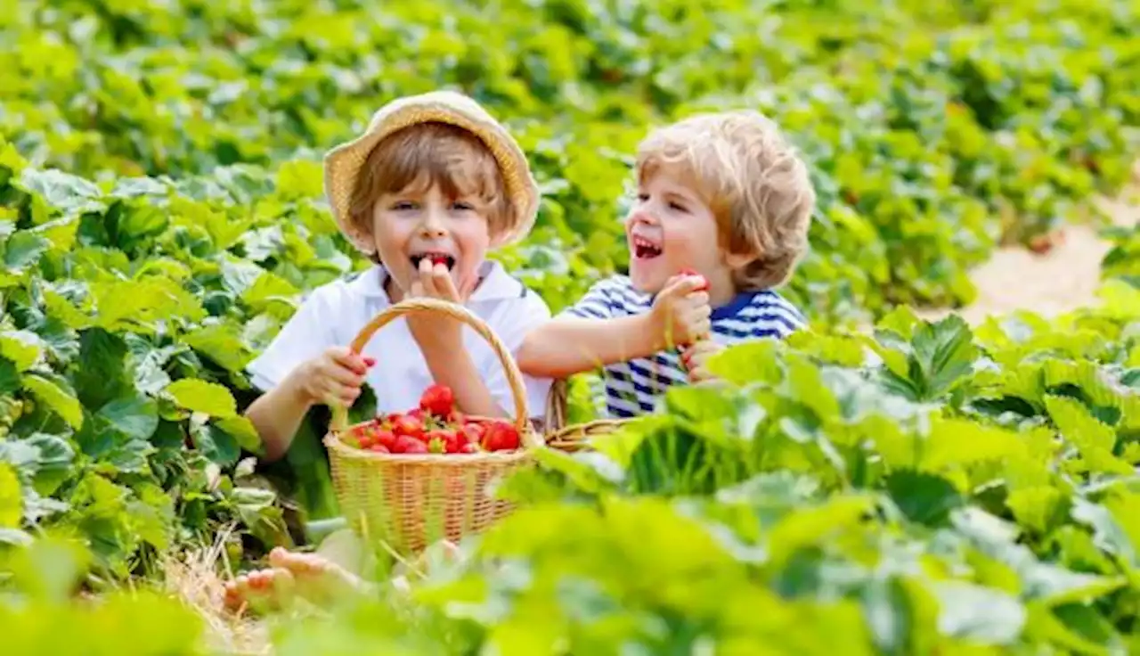 Fresas, un aliado para tu rendimiento y salud