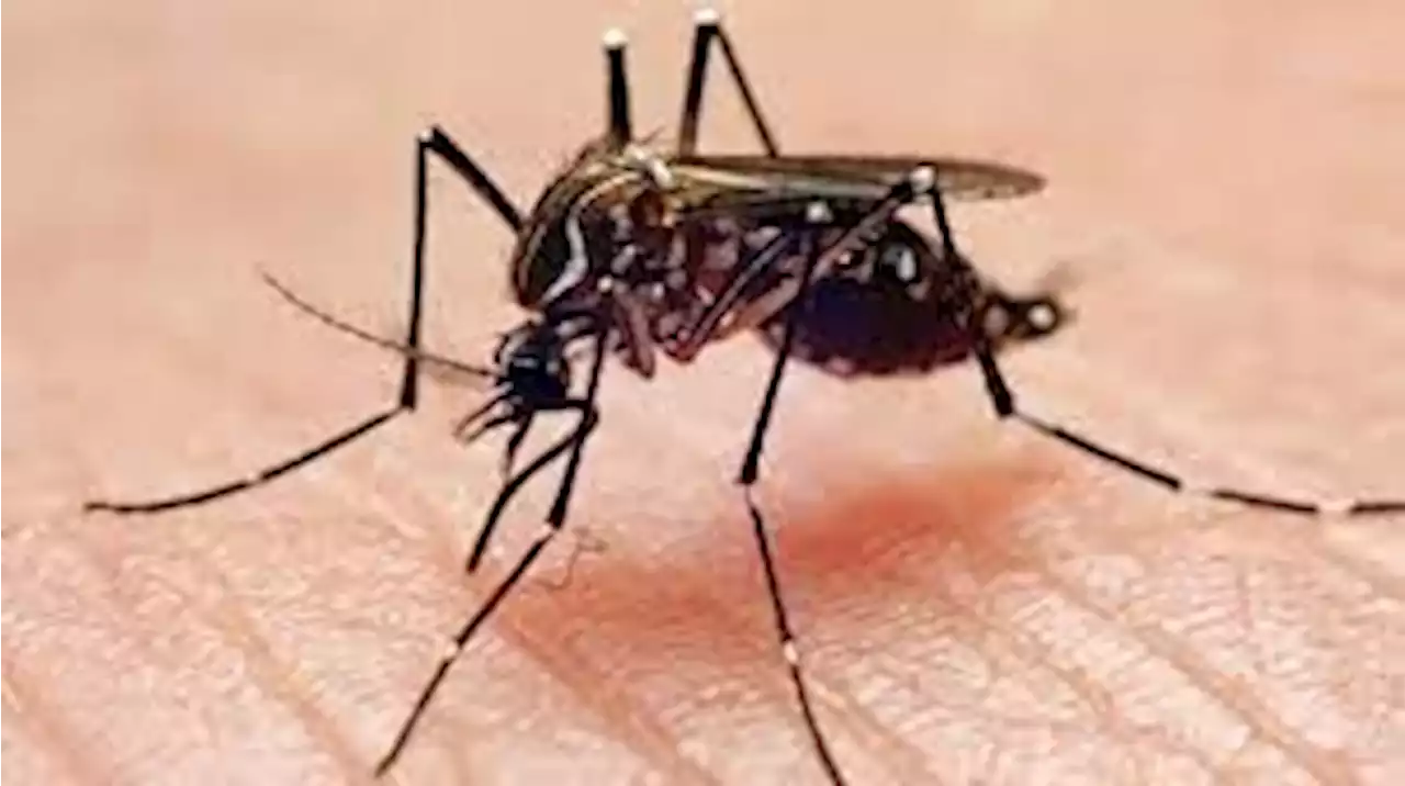 Health Department: Residents of KK's Ridgeview Park must go all out to beat dengue