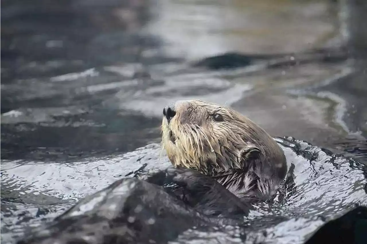 Endangered sea otters in Japan may soon ‘disappear’ from aquariums