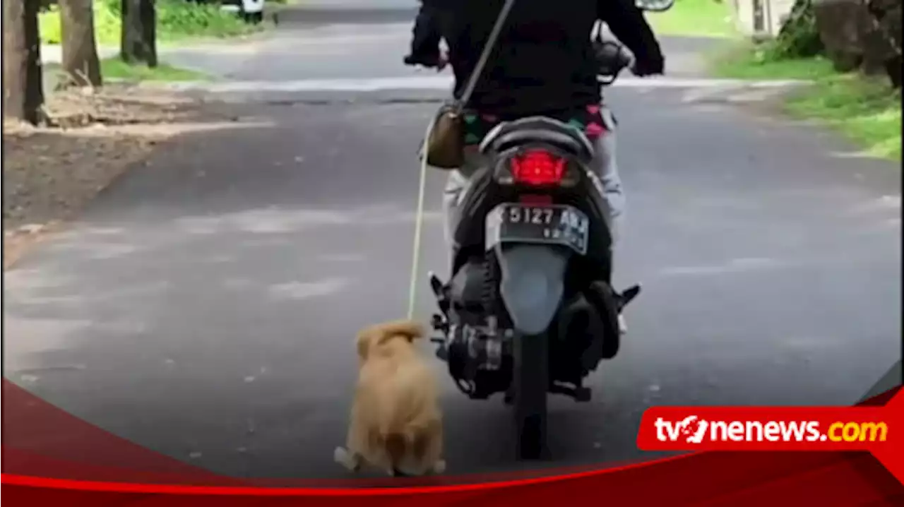 Perempuan Pelaku Penyeretan Anjing yang Viral di Bali, Wajib Lapor dan Terancam 3 Bulan Penjara