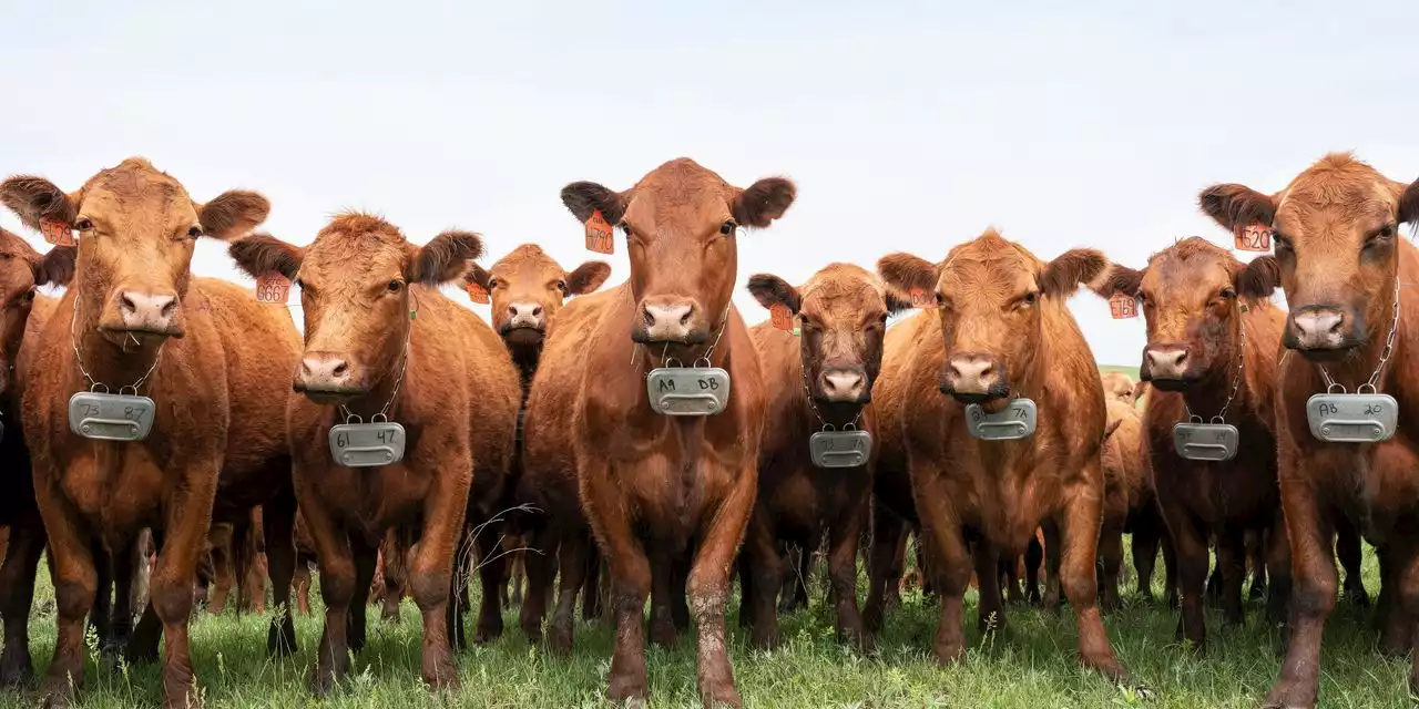 Virtual Fences for Cattle Find a Home on the Range