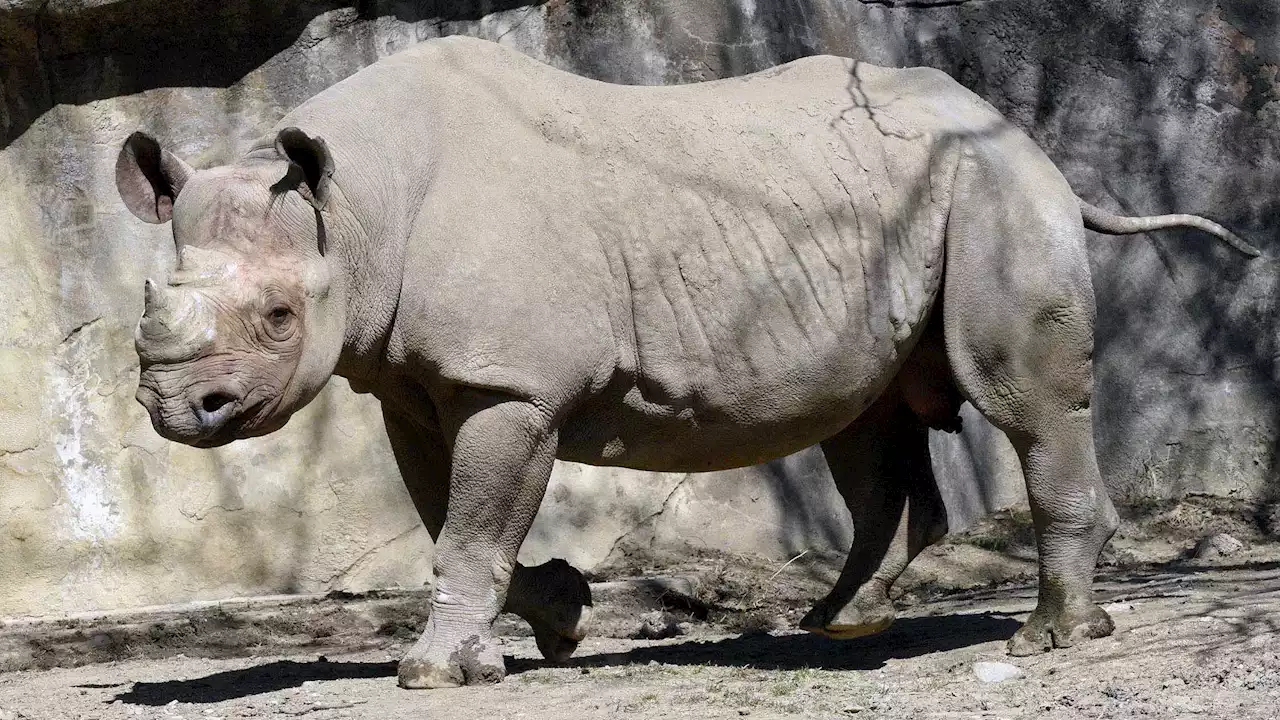 Brookfield Zoo Mourns Loss of Nakili the Rhino, a Disappearing Species in the Wild