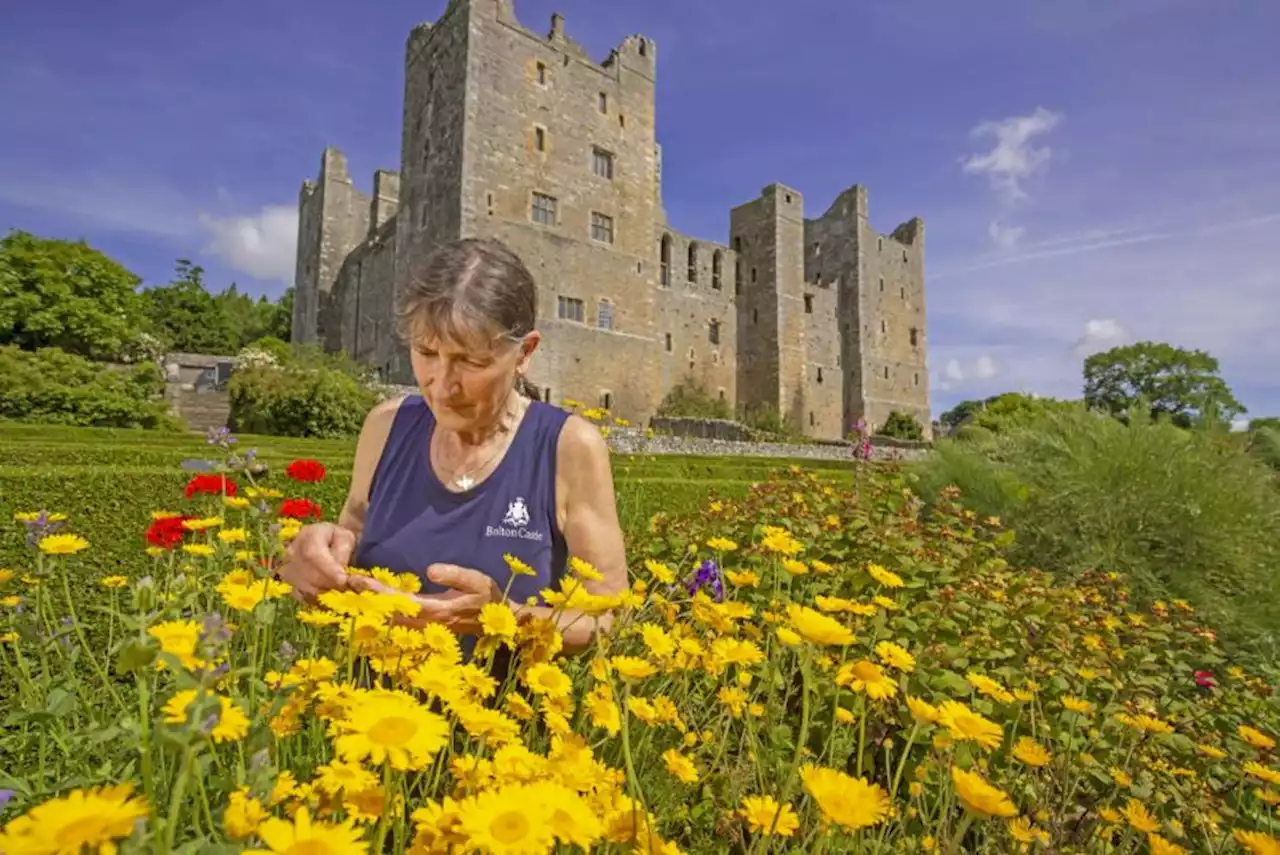 Hidden secrets of the herb garden at Bolton Castle