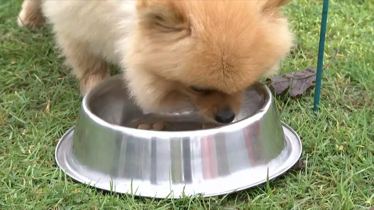 Hundefutter: Fleisch bietet die beste Eiweißversorgung